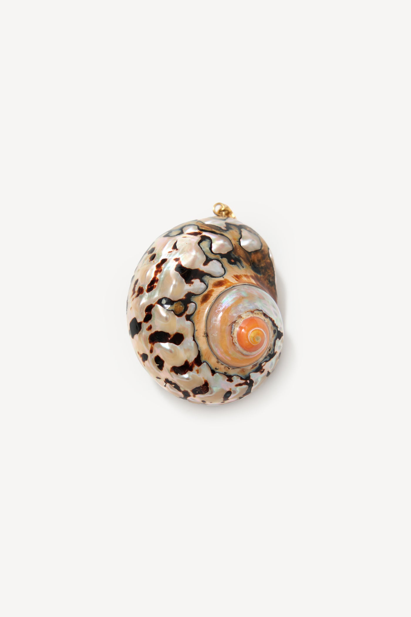 A close-up of a colorful seashell with a spiral pattern and striking black, white, and orange markings set against a plain white background—perfect for transforming into a unique Elira - Gold charm or infusing vintage flair into necklaces inspired by antique finds.